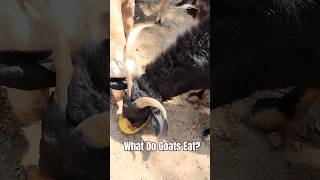 What Do Goats Eat 𓃵 𔑸 𝓰𝖔𝐚𝓽🐐Animal Farm animallover [upl. by Asseral]