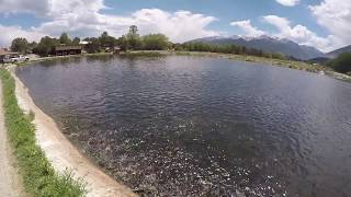 Feeding Time at Chalk Cliffs Fish Hatchery [upl. by Ahc]