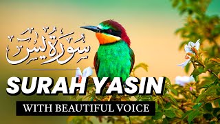 Surah YasinYaseen  heart touching quran recitation  quran tilawat  beautiful quran [upl. by Kumler]