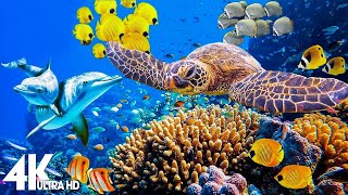 3 HOURS of 4K Underwater Wonders  Relaxing Music  Coral Reefs amp Colorful Sea Life in UHD [upl. by Bullough26]