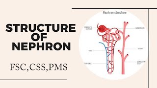 Nephron Structure Nephron class 12 Nephron diagram Nephron [upl. by Elodie]