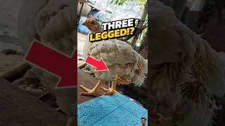 THREE Legged Chicken 😨 shorts [upl. by Lesiram704]