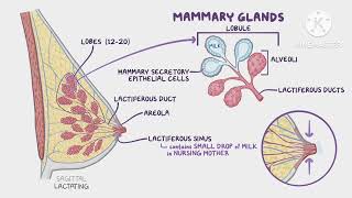 MAMMARY GLAND BREAST anatomy lecture ANATOMY  PART 1  IN TAMIL [upl. by Raval]