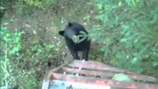 What To Do When a Bear Climbs Up Your Treestand  Deer amp Deer Hunting Video [upl. by Adiari831]