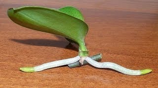 How to Grow Orchids from Stem Cuttings [upl. by Evadnee]