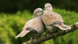 moineau  tourterelle turque  pinson et verdier  oiseaux dans mon jardin HD n°3 [upl. by Virgil55]