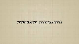 cremaster cremasteris [upl. by Oelc]