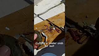 Cutting up a peeler crab for fishing peeler softcrab bluecrab crab crabbing fishing bluecrab [upl. by Elleinahc]