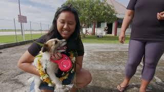 Biosecurity dogs  Rat detection in Rimatara by Samuel RAVATUASMITH PhD [upl. by Atiana]