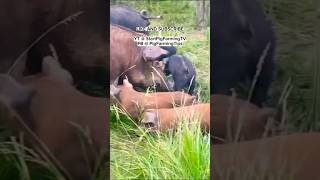 Foraging and Pasture Reared Pigs and Piglets pigs swine viralvideos piglets pastureraised fyp [upl. by Yelhs]