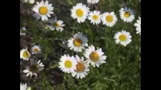 Plant portrait  Oxeye daisy Leucanthemum vulgare [upl. by Aihsot419]