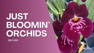 Just Bloomin OrchidsDec 2023 [upl. by Sirtemed]