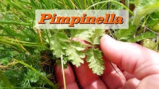 Riconoscere la Pimpinella Pimpinella Anisum le proprietà e come cucinarla [upl. by Yank]