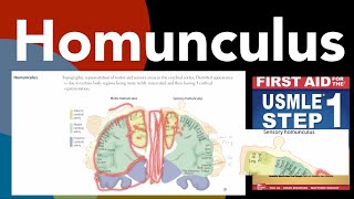 Homunculus Law of projection Cortical plasticity in HindiUrdu by first aid for USMLE step 1 [upl. by Dupuy710]