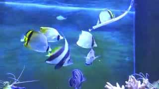 Butterfly fish and Sohal tang feeding [upl. by Erminie]