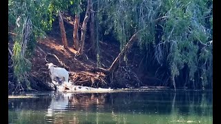 Crocodiles and Barra  Ord River  Kununurra  Ultimate Adventures  Part 2 [upl. by Martinson]