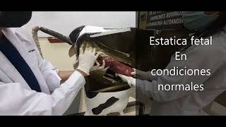 Estática fetal Distocia y Maniobras Obstetricias en Vacunos  Medicina VeterinariaUNSCH [upl. by Prosser103]