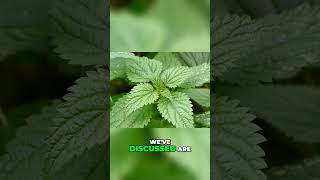 Stinging Nettle  Health Benefits Revealed [upl. by Consolata739]