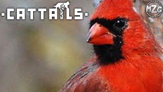 Cardinal 5th Totem Completed  Cattails Gameplay  Episode 32 [upl. by Tamis176]