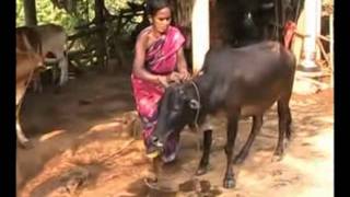 Buffalo farming in traditional way Odia PRAGATI Odisha [upl. by Jarrell]