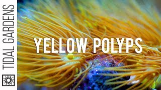 Yellow Parazoanthus Polyps Coral Care Tips [upl. by Anel458]