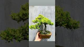 bonsai taitumietvuonthdt bonsaitree caysung automobile vaycongchuachobegai mientay [upl. by Aurore264]