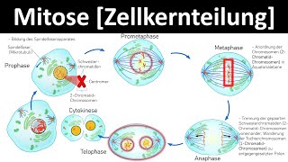 Mitose Zellkernteilung  Prophase Metaphase Anaphase Telophase 26  Biologie Oberstufe [upl. by Shirlene]