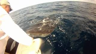 Florida Whale Shark Encounter [upl. by Adnylam]