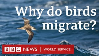 How birds travel thousands of miles every year  CrowdScience BBC World Service Podcast [upl. by Drusi61]