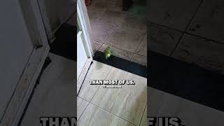 This parrot can sing an Eminem amp Rihanna song 👏😂 [upl. by Linzy901]