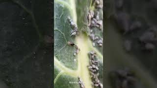 Parasitic wasp laying eggs in aphid insects macro wildlife nature organicgardening wasp [upl. by Sturges]