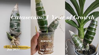 Catasetum Update  1 year of Growth Monneirara Millennium Magic Witchcraft  Black Orchid [upl. by Oguh141]