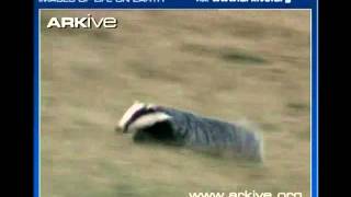 Badger vs skunkMP4 [upl. by Nickey]