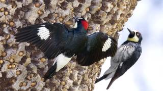 Through the Lens Acorn Woodpecker [upl. by Jocelyne]