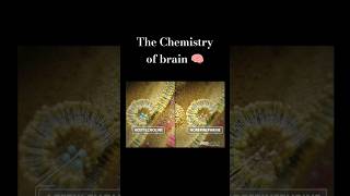 Brain Chemistry How Synapses Communicate 🧠✨ brain Neuroscience BrainChemistry SynapseScience [upl. by Nylyram]