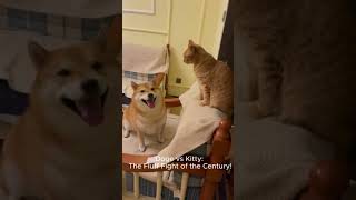 Doge VS Kitty The Filuff Fight of the Century [upl. by Hoebart]