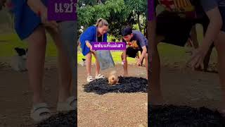 ไก่ผี funnymovie funny tortoise duet turtleday comedy worldturtleday funnyvideo [upl. by Bast]