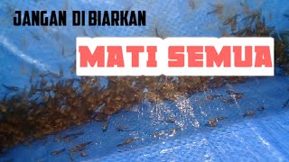 AWAS LARVA GURAME MATI SEMUA [upl. by Nyvar]