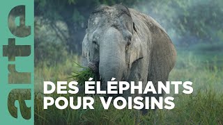 Inde les éléphants de la discorde  360 ° Reportage  ARTE Family [upl. by Farly515]