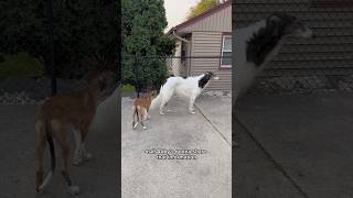 abby cries about puppy problems part 2 borzoi puppy dogsofyoutube petshorts sisters dogs [upl. by Eirellav]