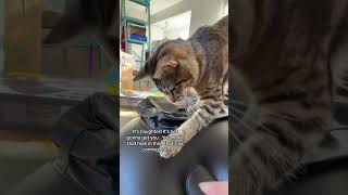 Didn’t Do It 🕳️ 🙀 kittenantics evenoel funny rescuekitten [upl. by Nafis105]