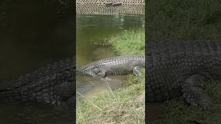 Gharial attack gharial crocodile viral viralvideo [upl. by Lody231]