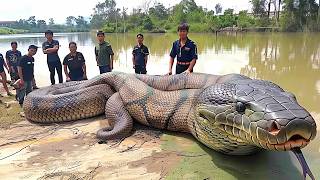 10 Biggest Snakes Ever Discovered [upl. by Mossman]