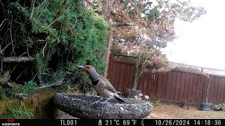 Backyard Birds Pinole California October 2024 [upl. by Ashok818]