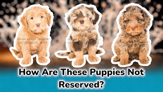 3 Available Petite Aussie Australian Labradoodles  MayaXHank [upl. by Ronym]