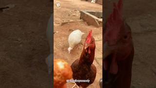 No home training at all comedy lagos comedyfilms foryou funny madeinlagos naijapals [upl. by Brian39]