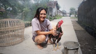 The routine of taking care of my favorite rooster [upl. by Elayor]