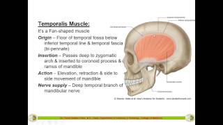 Temporal InfraTemporal Fossa amp Muscles of Mastication  Dr Yusuf [upl. by Jecho]