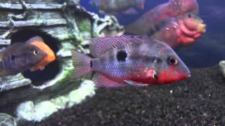 My Firemouth Cichlids [upl. by Ylen]