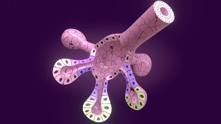 3D Salivary Gland Development  Stomodeum vs Oropharyngeal Membrane  Parotid gland [upl. by Aylatan]